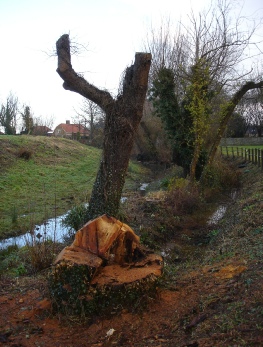 Tree felling, lincolnshire, n.p.t.c., Certificate of competence, riseholme university, lincoln, removal, pollarding, Trees